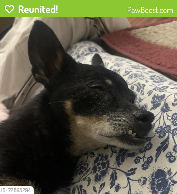 Reunited Male Dog last seen Gilbert and Main Street by the McDonald’s, Mesa, AZ 85203