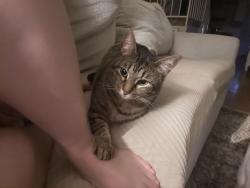 Lost Female Cat last seen Pate Orr and Meadow Circle N, Keller, TX 76248