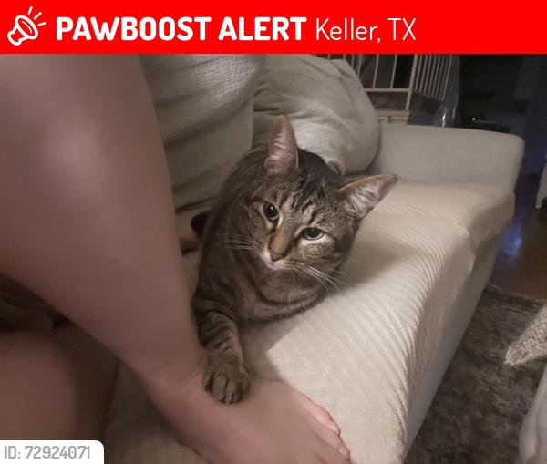 Lost Female Cat last seen Pate Orr and Meadow Circle N, Keller, TX 76248
