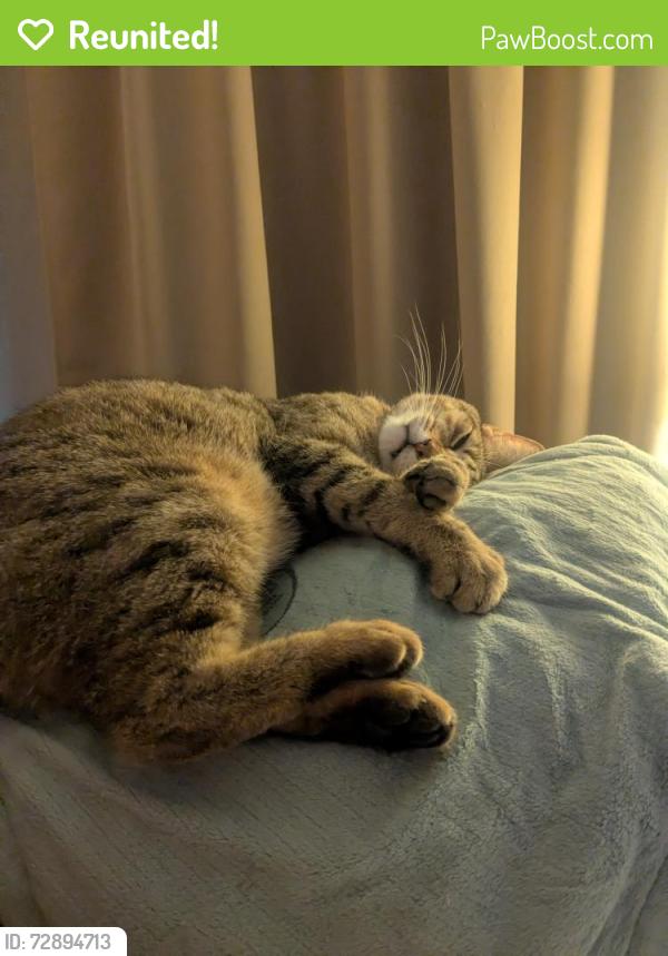 Reunited Male Cat last seen SW 45th Terrace off Skyline. Area South of Cape Coral Church of Alluance, Cape Coral, FL 33914