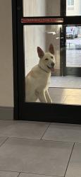 Found/Stray Female Dog last seen E Reno, Oklahoma City, OK 73104