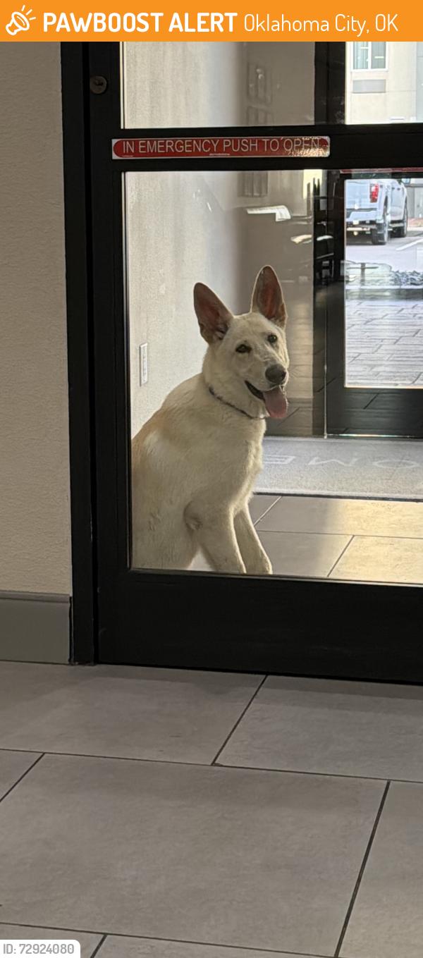 Found/Stray Female Dog last seen E Reno, Oklahoma City, OK 73104