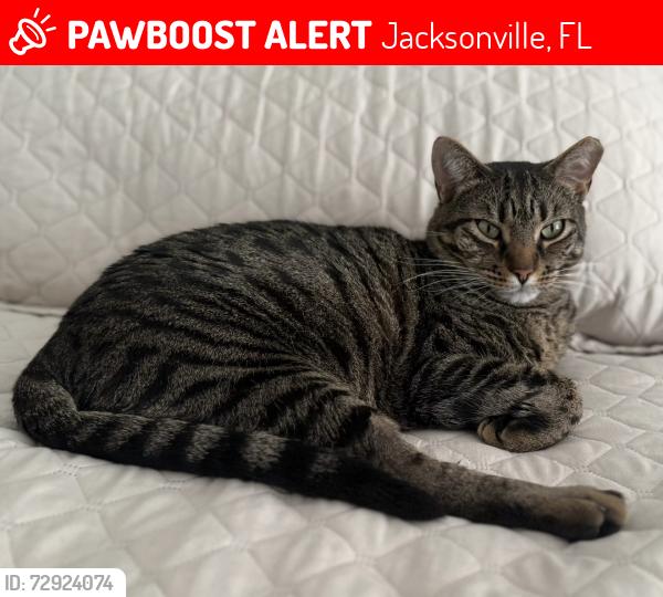 Lost Male Cat last seen Coachman Lakes Dr and Dalmation Lane, Jacksonville, FL 32246