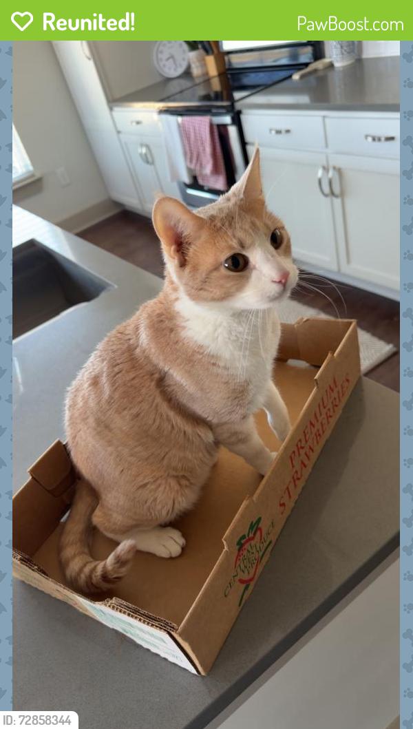 Reunited Male Cat last seen Near Deerfield Crossing Dr Alpharetta, GA 30004, Alpharetta, GA 30004