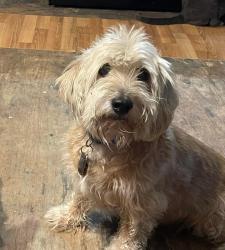 Lost Male Dog last seen 129th Road and 252, McAlpin, FL 32062