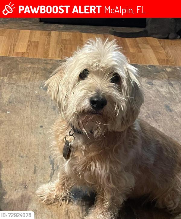 Lost Male Dog last seen 129th Road and 252, McAlpin, FL 32062