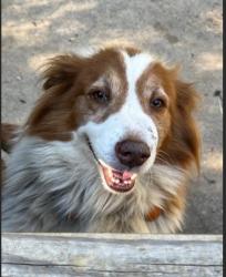 Reunited Female Dog last seen Northpark Baptist Church, Trussville, AL 35173