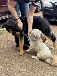 Reunited Female Dog last seen Gertrude Dr. and Shelby Dr., Memphis, TN 38125