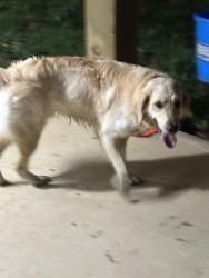 Found/Stray Male Dog last seen Polk county - close to Floyd and Bartow counties , Aragon, GA 30104