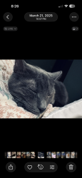 Reunited Female Cat last seen Marcos pizza on turney road , Garfield Heights, OH 44125