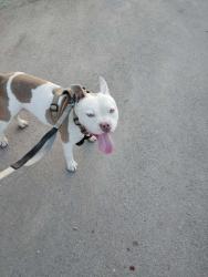 Reunited Male Dog last seen S. General McMullen, San Antonio, TX 78237
