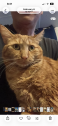 Lost Male Cat last seen Red mill road , Valley Green, PA 17319