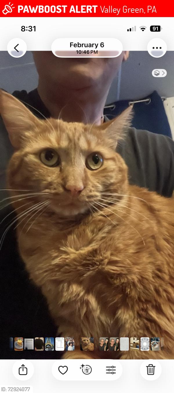 Lost Male Cat last seen Red mill road , Valley Green, PA 17319