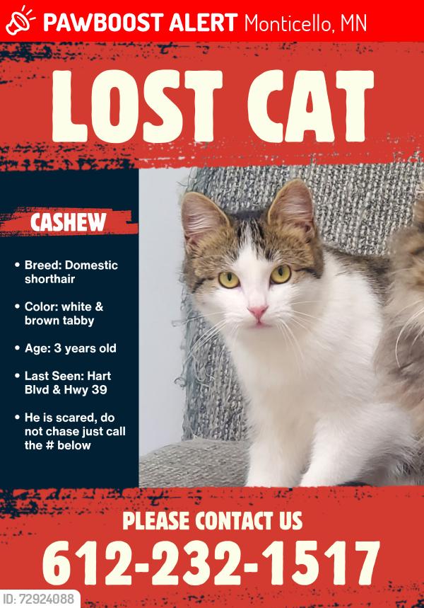 Lost Male Cat last seen By Swan Park, Monticello, MN 55362