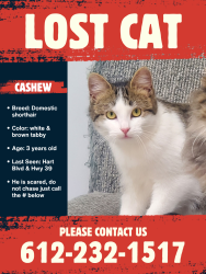 Lost Male Cat last seen By Swan Park, Monticello, MN 55362