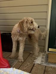 Reunited Female Dog last seen Intersection of rankin mill rd and Huffine mill rd, McLeansville, NC 27301