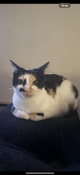 Lost Female Cat last seen Indian creek cndmniums on isreal road in tumwater , Tumwater, WA 98501