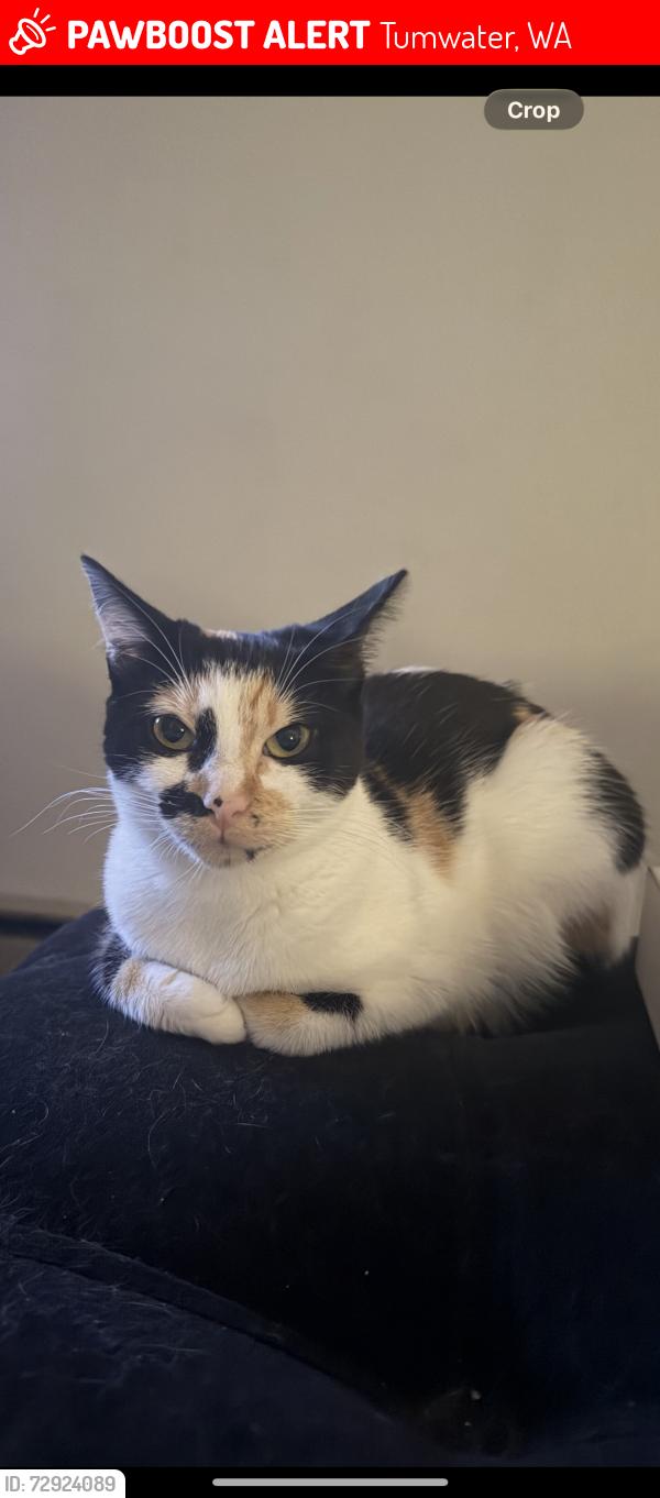 Lost Female Cat last seen Indian creek cndmniums on isreal road in tumwater , Tumwater, WA 98501
