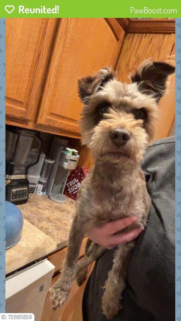 Reunited Male Dog last seen 122nd and Garnett. Collinsville ok, Collinsville, OK 74021
