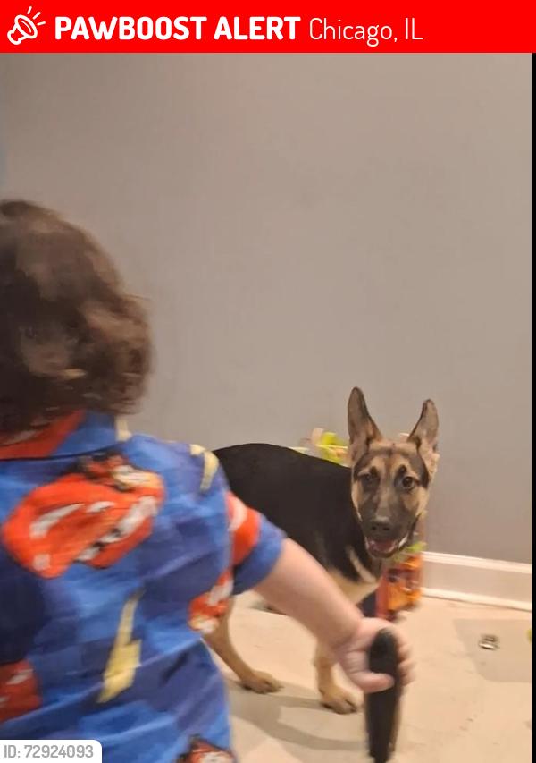 Lost Male Dog last seen West Garfield park ,,Keller ave and van buren st, Chicago, IL 60624