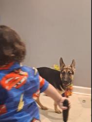 Lost Male Dog last seen West Garfield park ,,Keller ave and van buren st, Chicago, IL 60624