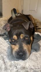 Reunited Male Dog last seen between battlefield and campostells , Chesapeake, VA 23320