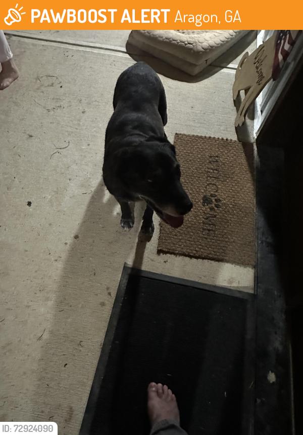 Found/Stray Female Dog last seen Polk County - but near Floyd and Bartow Counties , Aragon, GA 30104