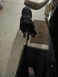 Found/Stray Female Dog last seen Polk County - but near Floyd and Bartow Counties , Aragon, GA 30104