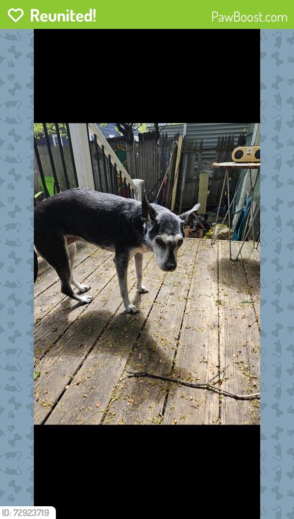 Reunited Female Dog last seen Near S Lowell Ave, Syracuse, NY 13204, USA, Syracuse, NY 13204