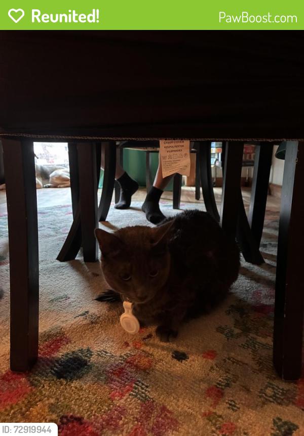 Reunited Female Cat last seen Larkspur street Blodget Street , Springfield, MA 01108