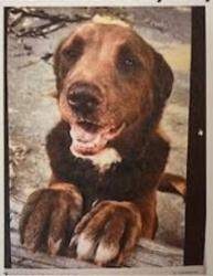 Reunited Male Dog last seen Northpark Baptist Church, Trussville, AL 35173
