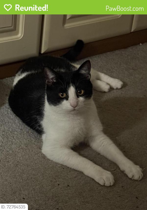 Reunited Male Cat last seen Flixton, Urmston, England M41 6JZ