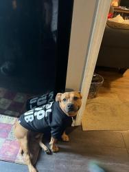 Reunited Male Dog last seen KINGSBERRY DR, Columbus, GA 31907
