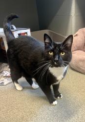 Reunited Male Cat last seen APG military base, Aberdeen Proving Ground, MD 21005