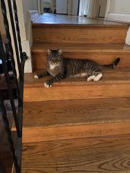 Found/Stray Unknown Cat last seen Prices lane, Alexandria, VA 22308