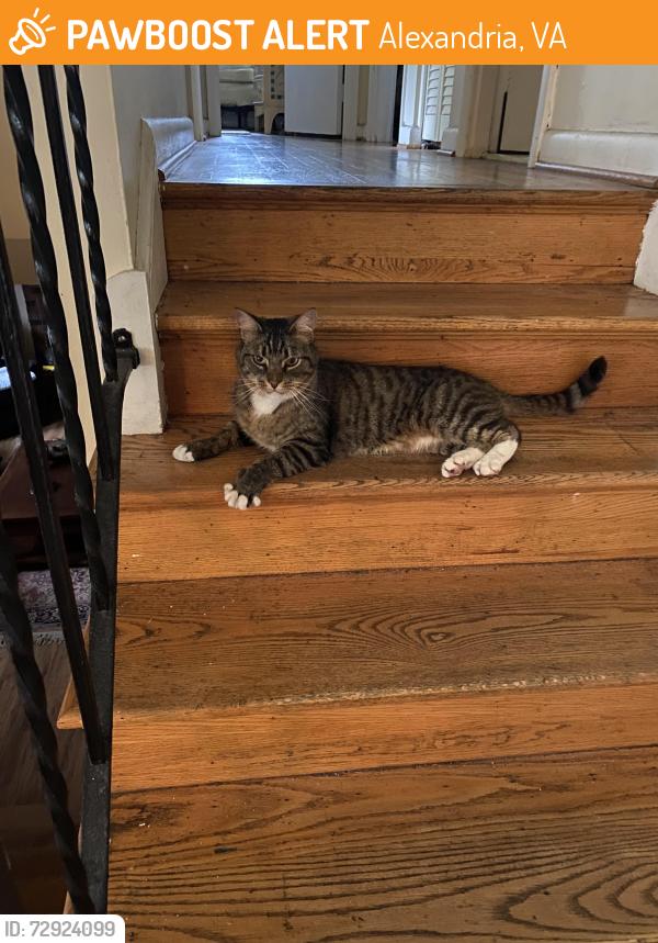 Found/Stray Unknown Cat last seen Prices lane, Alexandria, VA 22308
