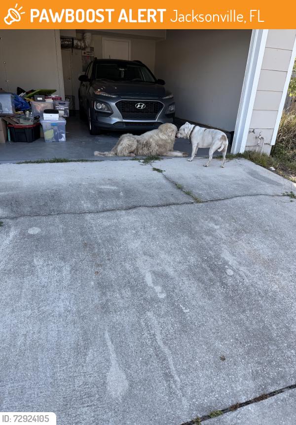 Found/Stray Male Dog last seen 118th st, Jacksonville Fl, Jacksonville, FL 32244