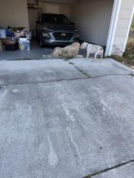 Found/Stray Male Dog last seen 118th st, Jacksonville Fl, Jacksonville, FL 32244