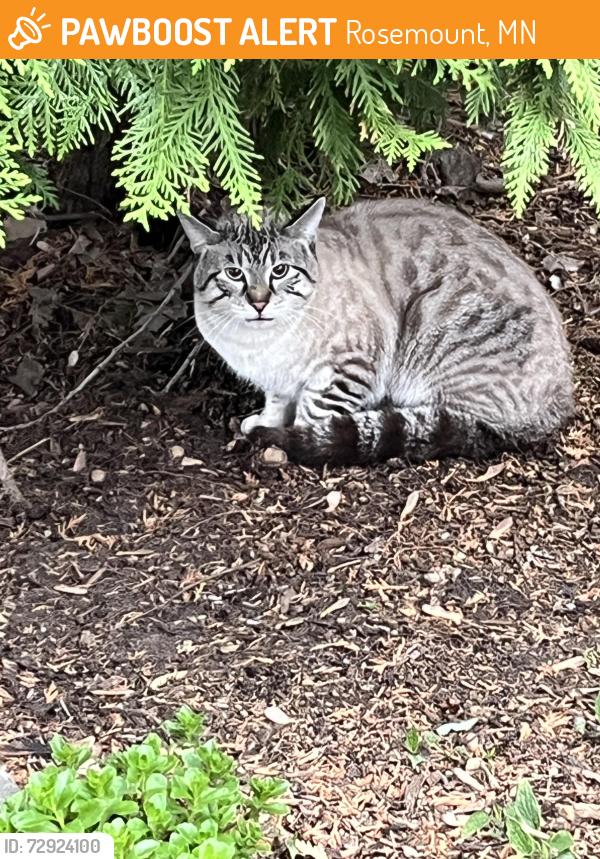 Found/Stray Unknown Cat last seen Harmony Village, Rosemount, MN 55068
