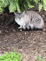 Found/Stray Unknown Cat last seen Harmony Village, Rosemount, MN 55068