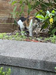 Reunited Female Cat last seen Edgcumbe and Fairview, Saint Paul, MN 55116