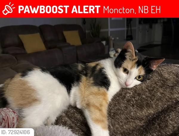 Lost Female Cat last seen Purple Martin Crt Moncton, Moncton, NB E1H