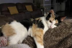 Lost Female Cat last seen Purple Martin Crt Moncton, Moncton, NB E1H