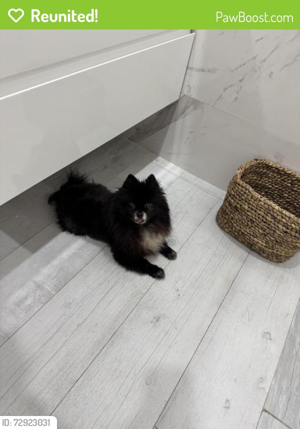 Reunited Female Dog last seen Near SW 143rd Ct, Miami, FL 33186, USA, Miami, FL 33186