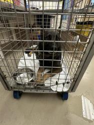 Shelter Stray Male Dog last seen TX, Austin, TX 78702