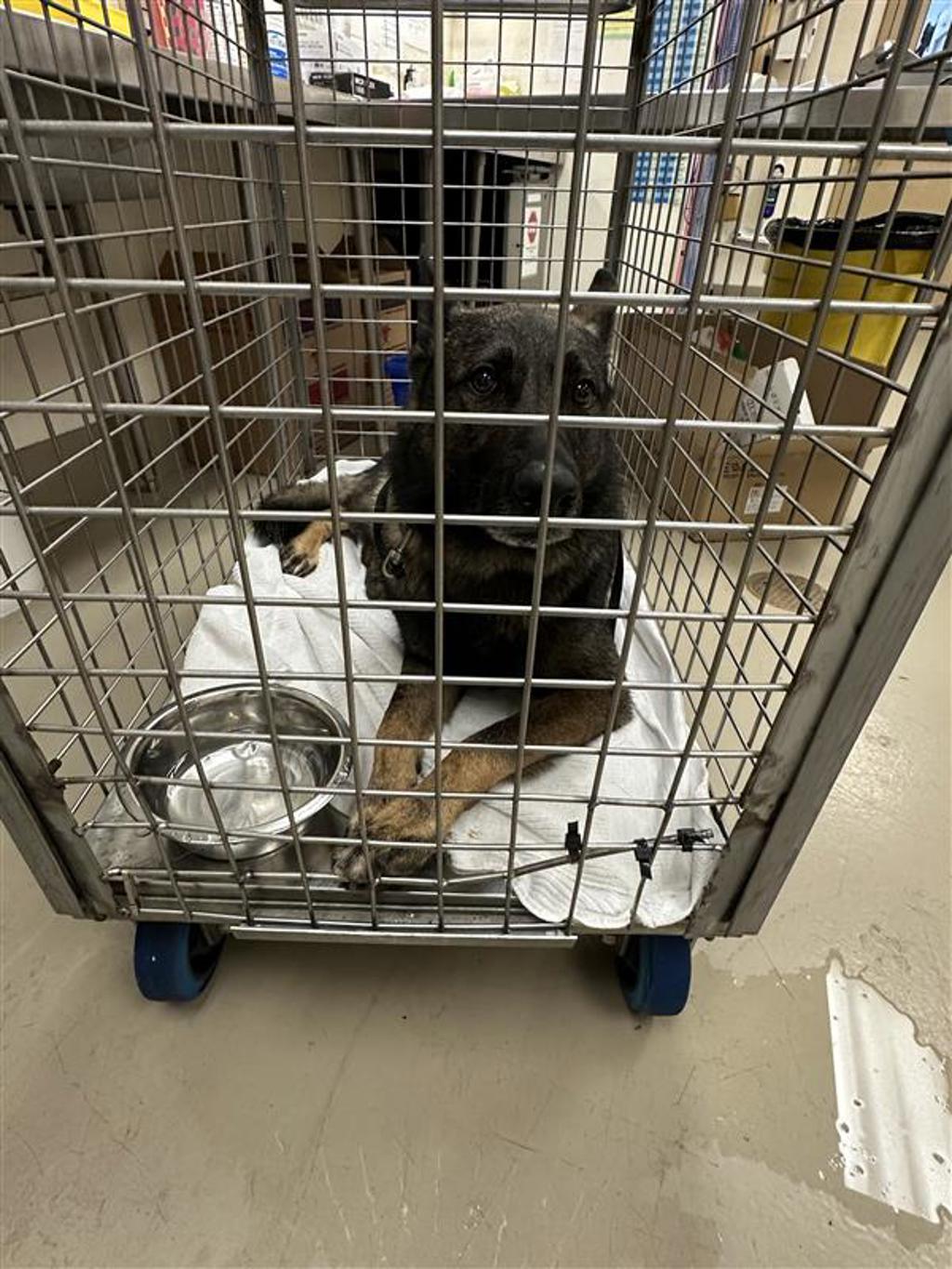 Shelter Stray Male Dog last seen TX, Austin, TX 78702