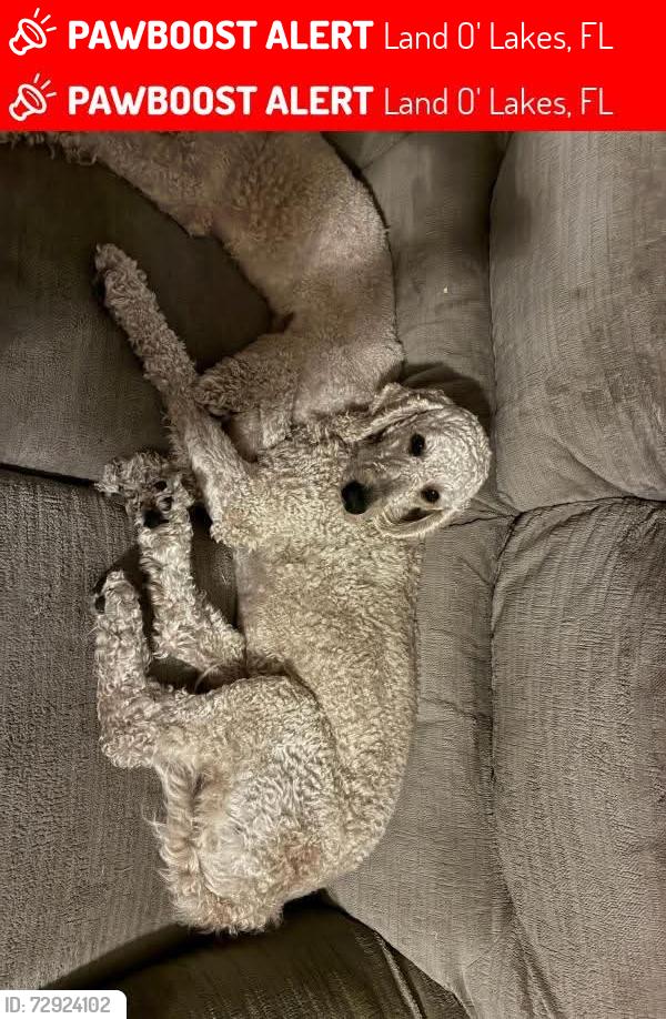 Lost Female Dog last seen Happy tails, Land O' Lakes, FL 34639