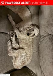 Lost Female Dog last seen Happy tails, Land O' Lakes, FL 34639