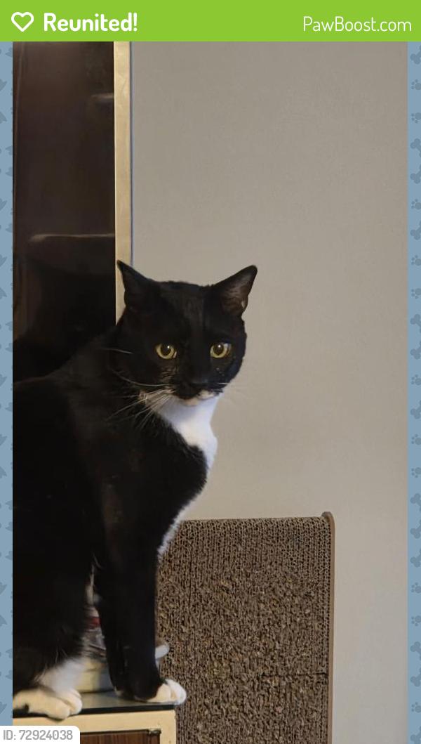Reunited Male Cat last seen Providence Rd & Wallingford Ave , Nether Providence Township, PA 19086