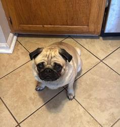 Reunited Female Dog last seen EWT Harris and Milton RD, Charlotte, NC 28215